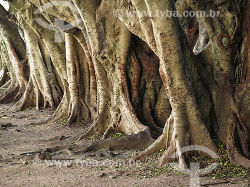  Subject: Trees - Padre Gregório de Nadal Square - also known as Arvoredo Square / Place: Porto Alegre city - Rio Grande do Sul state (RS) - Brazil / Date: 04/2014 