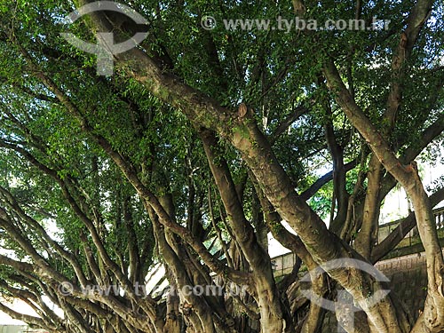  Subject: Trees - Padre Gregório de Nadal Square - also known as Arvoredo Square / Place: Porto Alegre city - Rio Grande do Sul state (RS) - Brazil / Date: 04/2014 