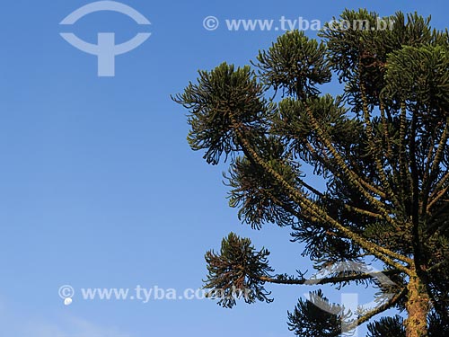  Subject: Detail of Araucaria (Araucaria angustifolia) / Place: Canela city - Rio Grande do Sul state (RS) - Brazil / Date: 05/2014 