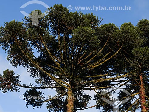  Subject: Detail of Araucaria (Araucaria angustifolia) / Place: Canela city - Rio Grande do Sul state (RS) - Brazil / Date: 05/2014 