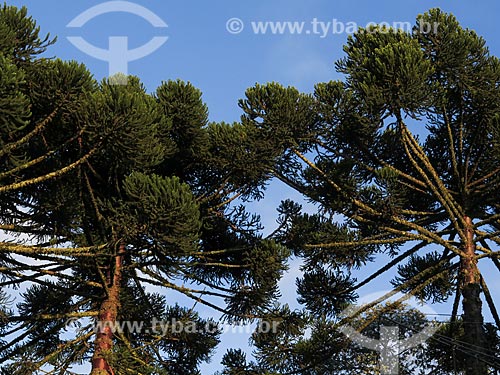  Subject: Detail of Araucaria (Araucaria angustifolia) / Place: Canela city - Rio Grande do Sul state (RS) - Brazil / Date: 05/2014 