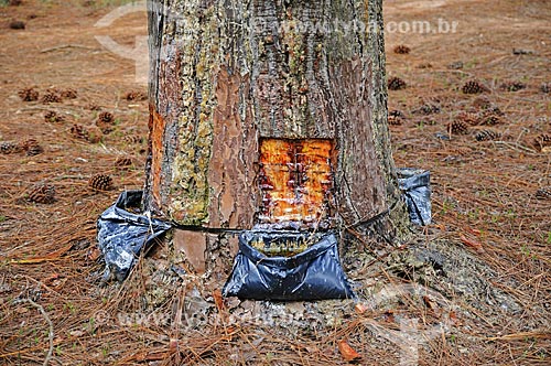  Subject: Resin being extracted from Pine / Place: Angatuba city - Sao Paulo state (SP) - Brazil / Date: 04/2014 