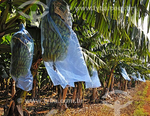  Subject: Banana bunches protected against birds / Place: Paranapanema city - Sao Paulo state (SP) - Brazil / Date: 04/2014 