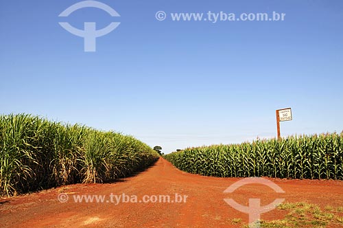  Subject: Dirt road dividing plantations of sugarcane (left) and corn (right) / Place: Candido Mota city - Sao Paulo state (SP) - Brazil / Date: 04/2014 