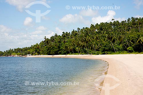  Subject: Coconut palms - Guadalupe Beach / Place: Sirinhaem city - Pernambuco state (PE) - Brazil / Date: 12/2013 