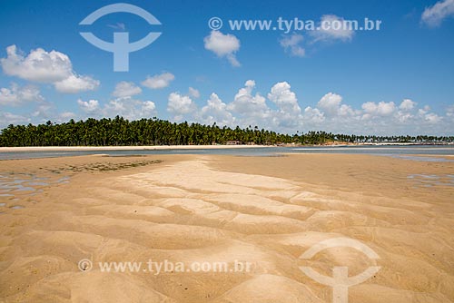  Subject: Coconut palms - Guadalupe Beach / Place: Sirinhaem city - Pernambuco state (PE) - Brazil / Date: 12/2013 