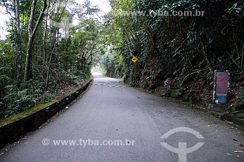  Subject: Road of Paineiras / Place: Rio de Janeiro city - Rio de Janeiro state (RJ) - Brazil / Date: 08/2014 