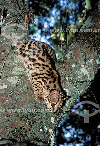  Margay cat (Felis wiedii) - Amazon Rainforest  - Para state (PA) - Brazil