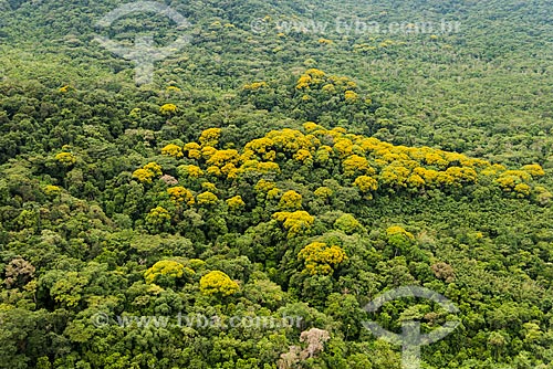  Acacias in flowering at Jureia-Itatins Ecological Station  - Iguape city - Sao Paulo state (SP) - Brazil
