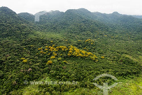  Acacias in flowering at Jureia-Itatins Ecological Station  - Iguape city - Sao Paulo state (SP) - Brazil