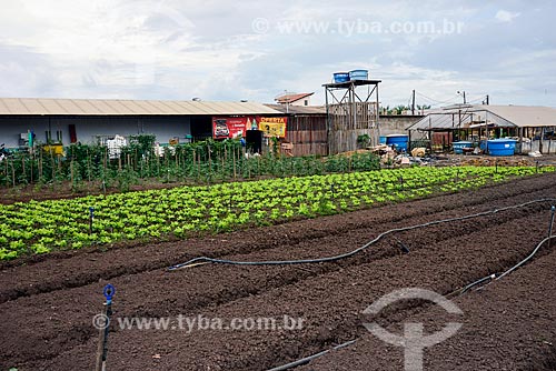  Garden in the periphery of the city  - Altamira city - Para state (PA) - Brazil