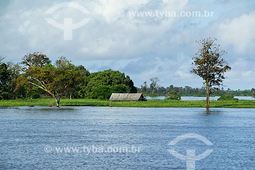  Hut on the banks of the Amazon River  - Manaus city - Amazonas state (AM) - Brazil