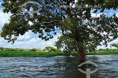    - Parintins city - Amazonas state (AM) - Brazil