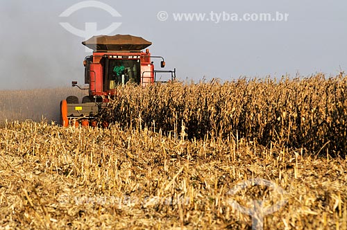  Mechanized harvesting of Corn  - Chapadao do Sul city - Mato Grosso do Sul state (MS) - Brazil