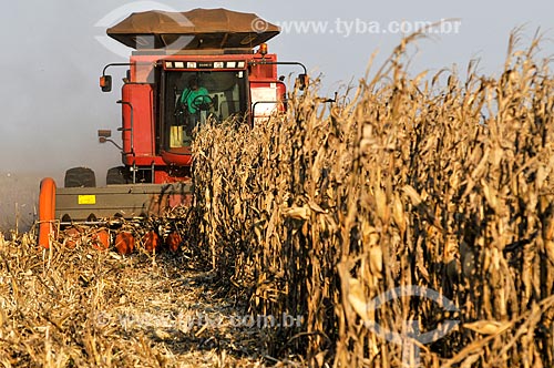  Mechanized harvesting of Corn  - Chapadao do Sul city - Mato Grosso do Sul state (MS) - Brazil