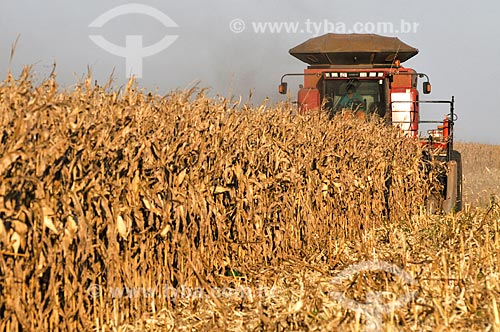  Mechanized harvesting of Corn  - Chapadao do Sul city - Mato Grosso do Sul state (MS) - Brazil