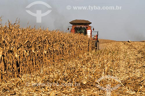  Mechanized harvesting of Corn  - Chapadao do Sul city - Mato Grosso do Sul state (MS) - Brazil