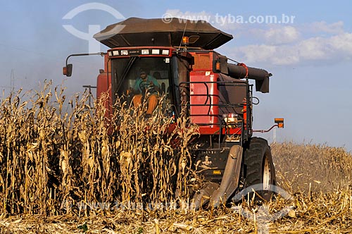  Mechanized harvesting of Corn  - Chapadao do Sul city - Mato Grosso do Sul state (MS) - Brazil