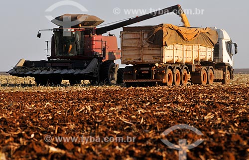  Mechanized harvesting of Corn  - Chapadao do Sul city - Mato Grosso do Sul state (MS) - Brazil