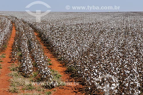  Cotton plantation  - Chapadao do Sul city - Mato Grosso do Sul state (MS) - Brazil