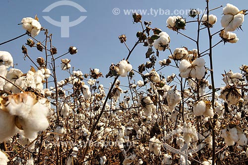  Cotton plantation  - Chapadao do Sul city - Mato Grosso do Sul state (MS) - Brazil