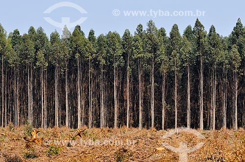  Eucalyptus plantation  - Sacramento city - Minas Gerais state (MG) - Brazil