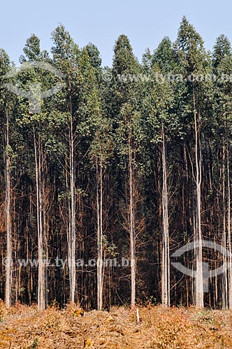  Eucalyptus plantation  - Sacramento city - Minas Gerais state (MG) - Brazil