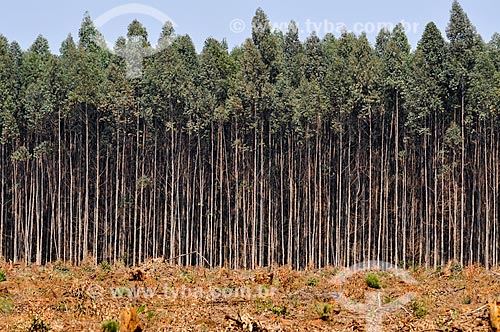  Eucalyptus plantation  - Sacramento city - Minas Gerais state (MG) - Brazil