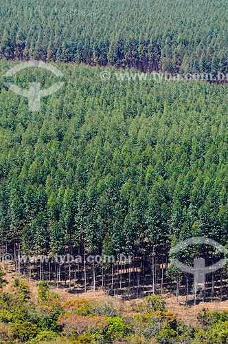  Eucalyptus plantation  - Sacramento city - Minas Gerais state (MG) - Brazil