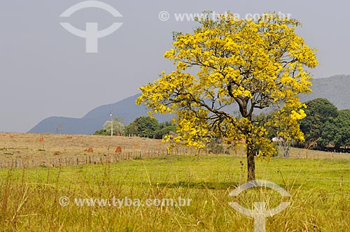  Flowery Yellow Ipe tree  - Sao Roque de Minas city - Minas Gerais state (MG) - Brazil