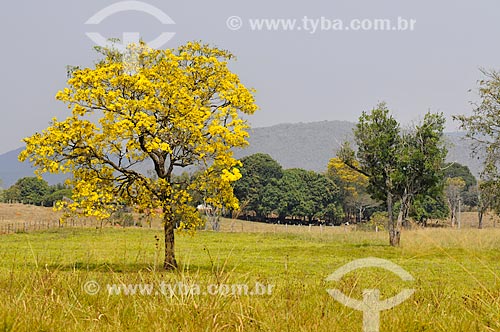  Flowery Yellow Ipe tree  - Sao Roque de Minas city - Minas Gerais state (MG) - Brazil