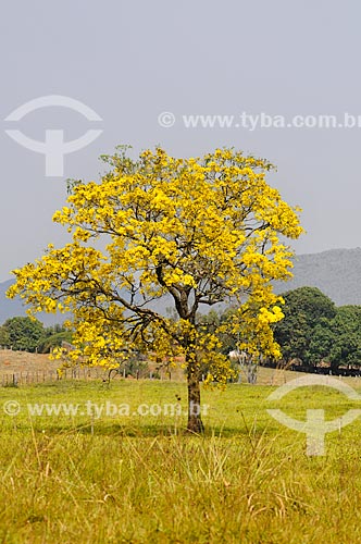  Flowery Yellow Ipe tree  - Sao Roque de Minas city - Minas Gerais state (MG) - Brazil