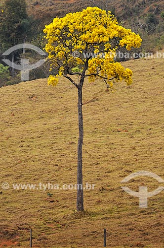  Flowery Yellow Ipe tree  - Sao Roque de Minas city - Minas Gerais state (MG) - Brazil