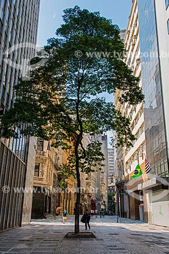  Tree in XV de Novembro Street  - Sao Paulo city - Sao Paulo state (SP) - Brazil