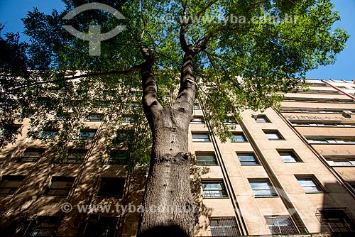  Tree in front of buildings on the boardwalk Marconi Street  - Sao Paulo city - Sao Paulo state (SP) - Brazil