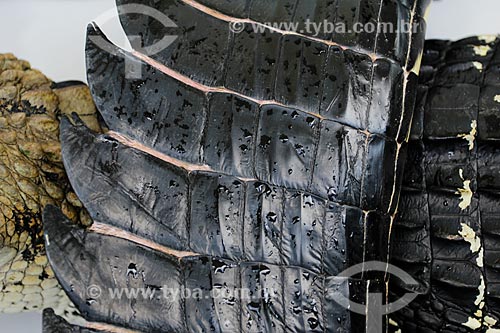  Detail of Black Caiman (Melanosuchus niger) leather after slaughter - Cunia Lake Extractive Reserve  - Porto Velho city - Rondonia state (RO) - Brazil