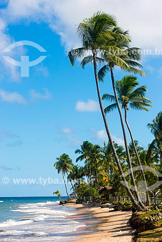  Coconut palm - Taipus de fora beach  - Marau city - Bahia state (BA) - Brazil