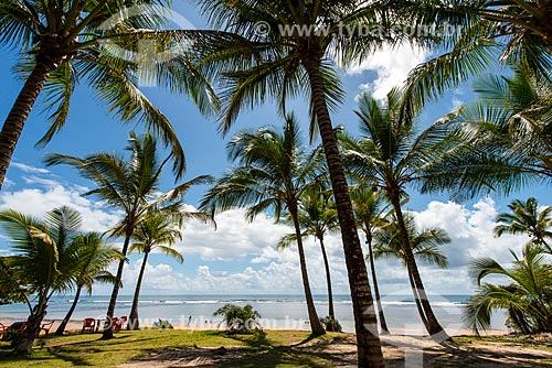  Coconut palm - Algodoes Beach (Cottons Beach)  - Marau city - Bahia state (BA) - Brazil