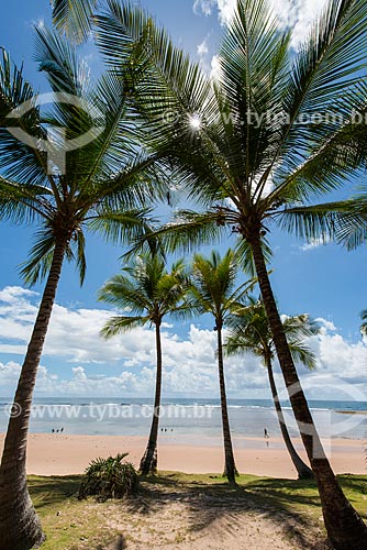  Coconut palm - Algodoes Beach (Cottons Beach)  - Marau city - Bahia state (BA) - Brazil