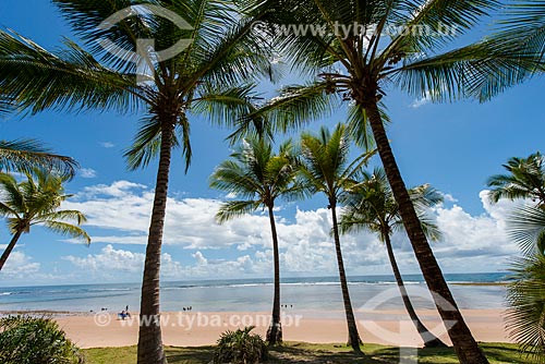  Coconut palm - Algodoes Beach (Cottons Beach)  - Marau city - Bahia state (BA) - Brazil