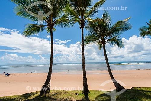  Coconut palm - Algodoes Beach (Cottons Beach)  - Marau city - Bahia state (BA) - Brazil