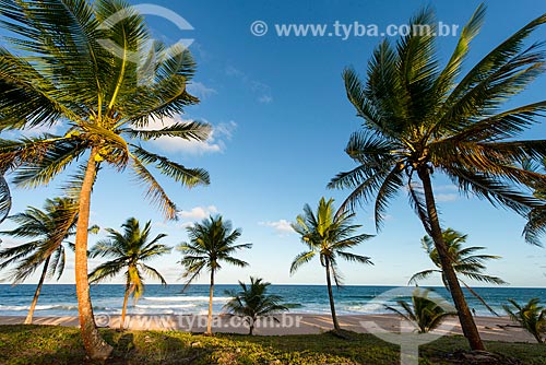  Coconut palm - Arandi Beach  - Marau city - Bahia state (BA) - Brazil