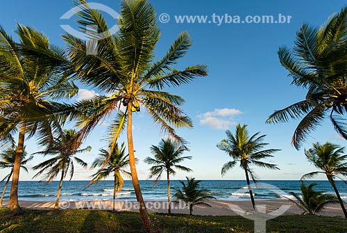  Coconut palm - Arandi Beach  - Marau city - Bahia state (BA) - Brazil