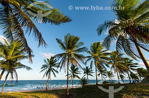  Coconut palm - Arandi Beach  - Marau city - Bahia state (BA) - Brazil