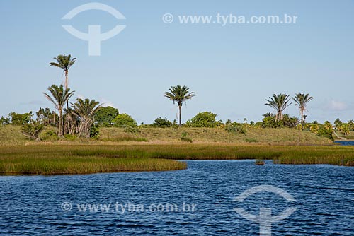  Coconut palm on the banks of Cassange Lagoon  - Marau city - Bahia state (BA) - Brazil