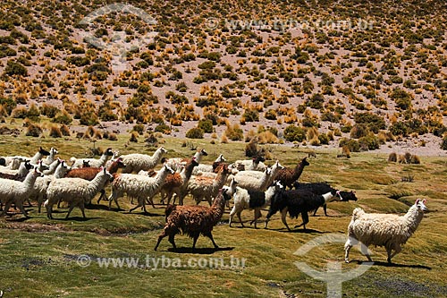  Herd of llama (Lama glama) near to Uyuni Salt Flat  - Potosi department - Bolivia