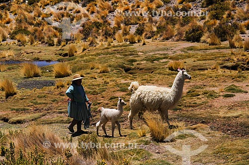  Woman with llamas (Lama glama) near to Uyuni Salt Flat  - Potosi department - Bolivia