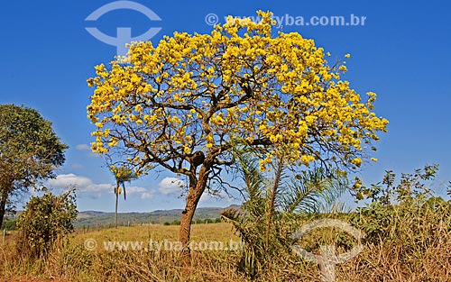  Yellow Ipe Tree flowery  - Guape city - Minas Gerais state (MG) - Brazil