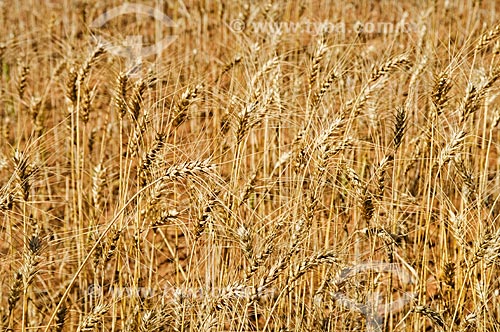  Field of wheat awaiting harvest  - Guape city - Minas Gerais state (MG) - Brazil