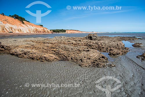  Cliffs - waterfront of Ponta Grossa Beach  - Icapui city - Ceara state (CE) - Brazil